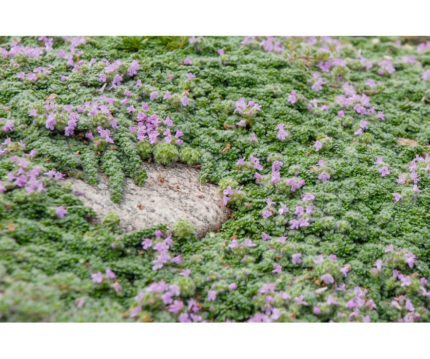 Dwarf Creeping Thyme